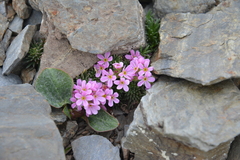 Androsace halleri