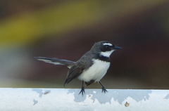 Rhipidura nigritorquis