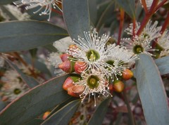 Eucalyptus diversifolia