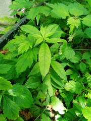 Veronicastrum sibiricum