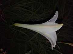 Lilium longiflorum