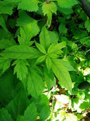 Veronicastrum sibiricum