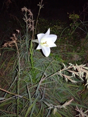 Lilium longiflorum