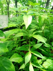 Veronicastrum sibiricum