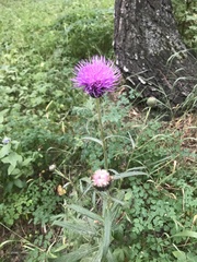 Cirsium serratuloides