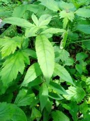 Veronicastrum sibiricum