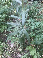 Cirsium serratuloides