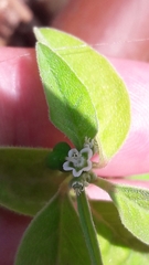 Euphorbia graminea