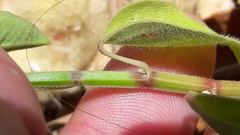 Euphorbia graminea