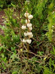 Pyrola media