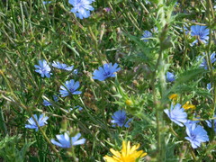 Cichorium intybus