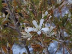 Agathosma mirabilis