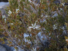 Agathosma mirabilis
