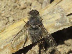 Cononedys scutellata