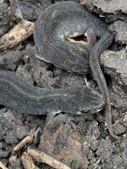 Lissotriton vulgaris