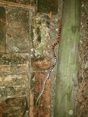 Cemophora coccinea copei
