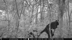 Allochrocebus lhoesti