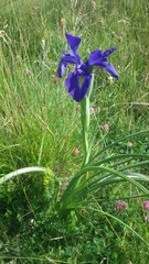 Iris latifolia