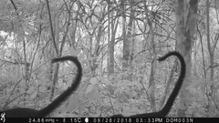 Allochrocebus lhoesti