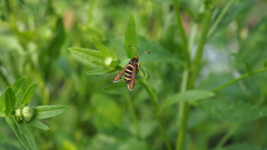 Bembecia ichneumoniformis