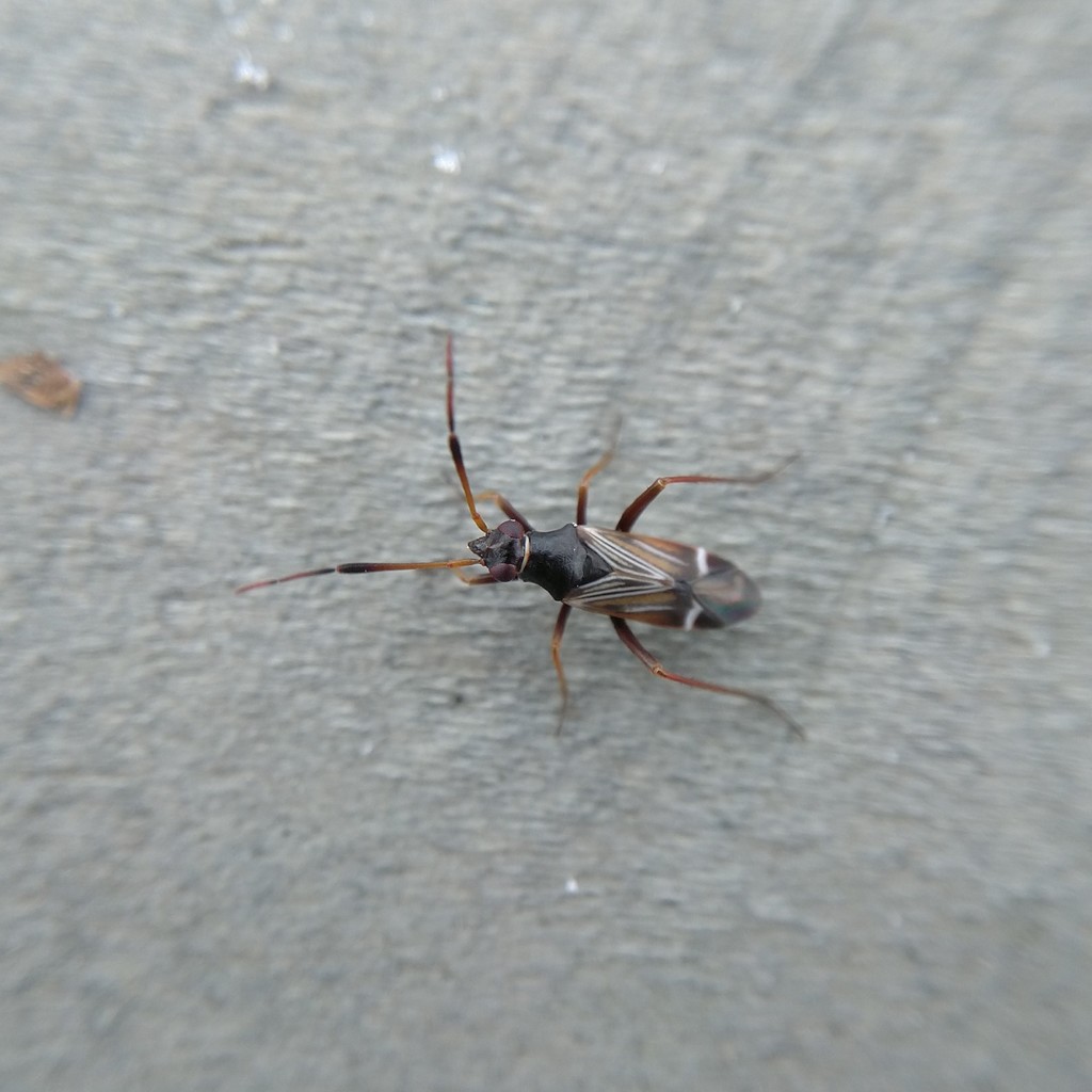 Cremnocephalus albolineatus