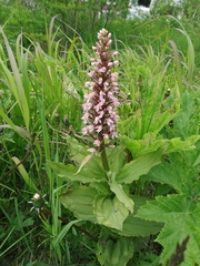 Galearis camtschatica