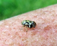 Clastoptera arborina