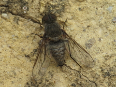 Cononedys scutellata