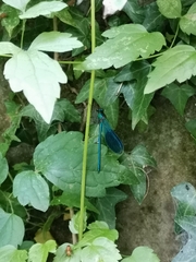 Calopteryx splendens
