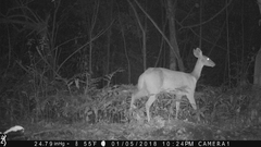 Tragelaphus scriptus bor