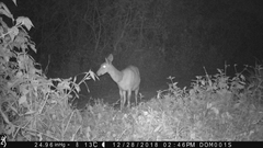 Tragelaphus scriptus bor