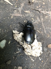 Lucanus cervus