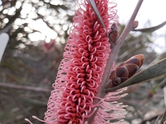 Hakea francisiana