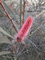 Hakea francisiana