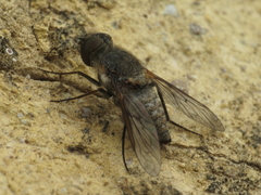 Cononedys scutellata
