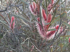 Hakea francisiana