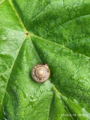 Fruticicola fruticum