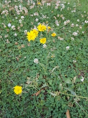 Leontodon saxatilis saxatilis