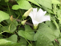 Calystegia sepium