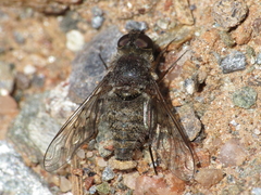 Cononedys scutellata