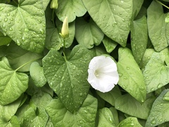 Calystegia sepium