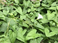 Calystegia sepium