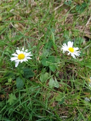 Bellis perennis