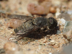 Cononedys scutellata