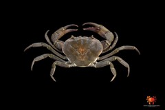 Neolarnaudia phymatodes