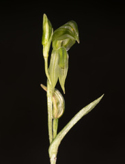 Pterostylis stenochila
