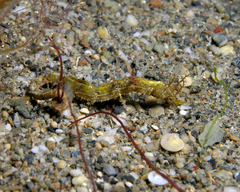 Acentronura breviperula