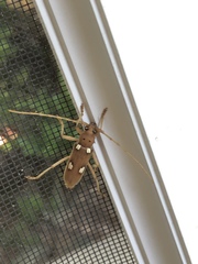 Eburia quadrigeminata