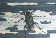 Graphisurus fasciatus