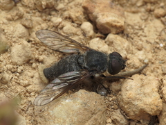 Cononedys scutellata